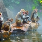 남만원숭이섬