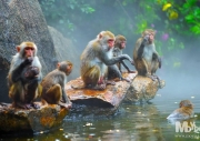 남만원숭이섬